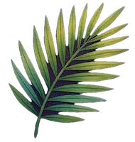 Fern icon